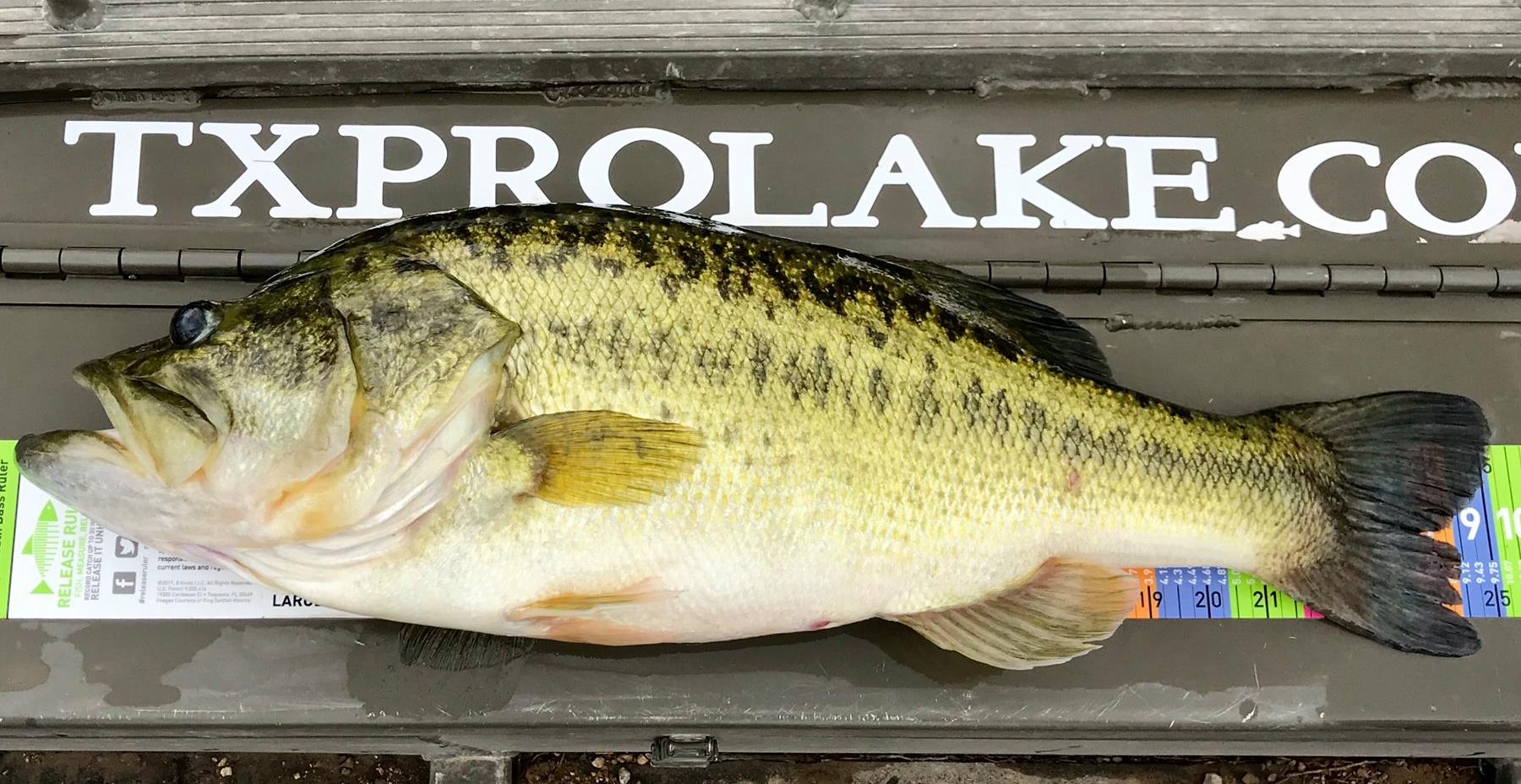 Fish – Texas Pro Lake Management